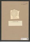 Coscinodiscus thumii Cleve (de-Toni-Nr.: Genus 202, Species 5106) Zeichnungen Sammlung Grunow Nr. 8869 (NHMW-BOT-W0378507)